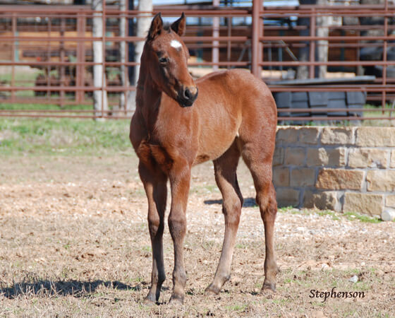 CD Diamond x Highly Unlimited - 2018 Filly
